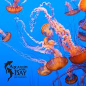 aquarium_of_the_bay-175.jpg
